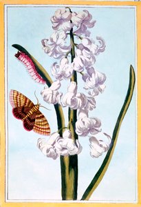 Hyazinthe, veröffentlicht 1776