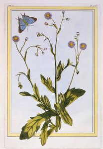Kanadisches Flohkraut, veröffentlicht 1776 von Pierre Joseph Buchoz