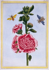 Passerose Stockrose, veröffentlicht 1776 von Pierre Joseph Buchoz