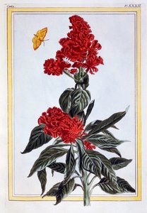 Verschiedene Amaranthus von Pierre Joseph Buchoz