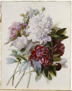 Ein Strauß roter, rosa und weißer Pfingstrosen von Pierre Joseph Redouté