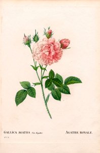 Agathe Royale Rose, Rosa gallica