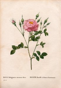 Anemonenblütige Süßbriar-Rose, Rosa rubiginosa von Pierre Joseph Redouté