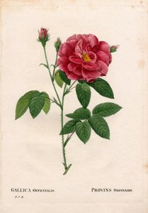Apothekerrose, Rosa gallica var. officinalis. Handkolorierter Kupferstich aus Pierre Joseph Redoutés „Les Roses“ von Pierre Joseph Redouté