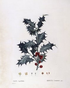 Aquifoliaceae - Europäische Stechpalme (Ilex aquifolium). (botanische Tafel) von Pierre Joseph Redouté
