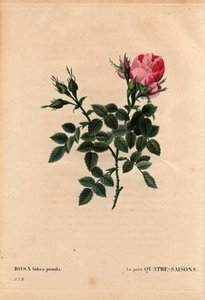 Botanische Tafel, Blume, Rosenvarietät: Die kleine Vier-Jahreszeiten-Rose (Vier Jahreszeiten). In Latein: Rosa bifera pumila, kultiviert von Monsieur Noel, Paris, Frankreich, vor 1824. In „Les Roses“, Band 2 von Pierre Joseph Redouté (1759-1840)