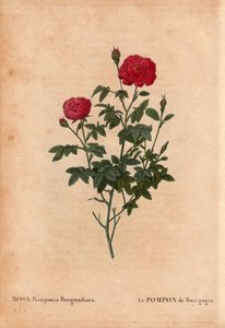 Botanische Tafel, Blume, Rosenvarietät: Der Pompon von Burgund (Rosa Pomponia Burgundiaca). Unbekannter Ursprung, existierende Varietät vor 1664. In „Les Roses“, Band 2 von Pierre Joseph Redouté (1759-1840)
