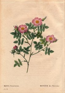 Botanische Tafel, Blume, Rosenvarietät: Buschrose (Rosa dumetorum). Aus der Familie der Hundsrosen aus Europa und Asien, entdeckt vor 1821. In „Les Roses“, Band 2 von Pierre Joseph Redouté (1759-1840)