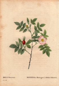 Botanische Tafel, Blume, Rosenvarietät: Bergrose mit bidentierten Blättchen (Rosa Biserrata). Gesammelt von Doktor Merat vor 1812 am Mont Valerien bei Paris, Frankreich. In „Les Roses“, Band 2 von Pierre Joseph Redouté (1759-1840) von Pierre Joseph Redouté