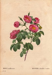 Botanische Tafel, Blume, Rosenvarietät: Rose mit weichen Blättern. (Rosa mollissima flora submultiplici). Rosa mollis Varietät, vor 1821. In „Les Roses“, Band 2 von Pierre Joseph Redouté (1759-1840) von Pierre Joseph Redouté