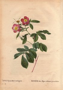 Botanische Tafel, Blume, Rose Sorte: Rose der Alpen mit variegato Blüten (Rosa alpina flora variegato). Eingeführt in Frankreich um 1813 von Poilpre. In „Les Roses“, Band 2 von Pierre Joseph Redoute (1759-1840) von Pierre Joseph Redouté