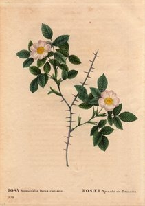 Botanische Tafel, Blume, Rose Sorte: Rosier Spinule de Dematra (Rosa spinulifolia dematratiana) entdeckt bei Chatel-sur-Montsalvens, Freiburg, Schweiz von Dean Dematra, Priester von Corbieres, vor 1818. In „Les Roses“ von Pierre Joseph Redouté