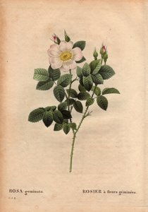 Botanische Tafel, Blume, Rosenvarietät: Edelsteinblütige Rose, aus Les Roses, Band 2 von Pierre Joseph Redoute