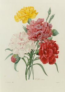 Nelken, aus "Choix des Plus Belles Fleurs", ca. 1833