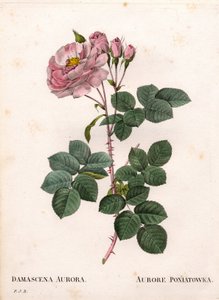Celeste-Rose, Rosa alba, Sorte Rose Aurore Poniatowska von Pierre Joseph Redouté
