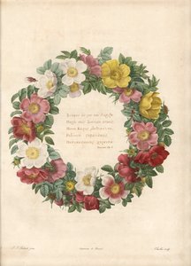 Rosenkranz mit griechischem Motto - Radierung von Charlin, nach einer Illustration von Pierre Joseph Redoute (1759-1840), aus Les Roses. von Pierre Joseph Redouté