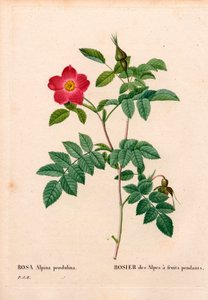 Während fruchtete rosa Alpenrose, Rosa pendulina. Handkolorierter Kupferstich aus Pierre Joseph Redoutés „Les Roses“, Paris von Pierre Joseph Redouté