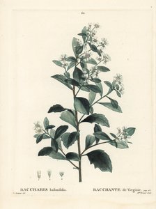 Östliche Baccharis, Baccharis halimifolia. Handkolorierter Stich von Miss Brenet nach einer Illustration von Pierre-Joseph Redouté aus Henri Louis Duhamel du Moncels „Traité des Arbres et Arbustes“, Paris von Pierre Joseph Redouté