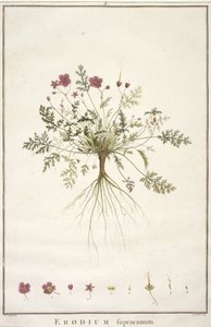 Erodium supracanum, aus Geraniologia, seu Erodii, Pelargonii, Monsoniae et Grieli historia iconibus illustrata, 1787-88