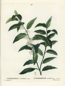 Fetterbush, Andromeda acuminata. Handkolorierte Punktstichgravur von Miss Brenet nach einer Illustration von Pierre-Joseph Redouté aus Henri Louis Duhamel du Moncels „Traité des Arbres et Arbustes“, Paris von Pierre Joseph Redouté