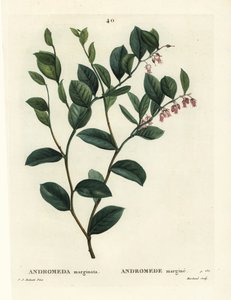 Fetterbusch, Andromeda marginata. Handkolorierter Stich von J. Marchand nach einer Illustration von Pierre-Joseph Redouté aus Henri Louis Duhamel du Moncels Traité des Arbres et Arbustes, Paris von Pierre Joseph Redouté