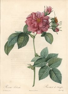 Frankfurter Rosier - Radierung von Bessin, basierend auf einer Illustration von Pierre Joseph Redoute, aus Les Roses von Pierre Joseph Redouté