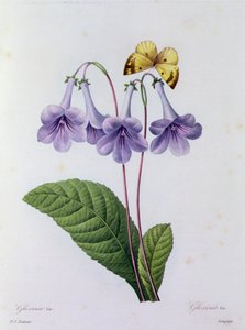 Gloxinie von Pierre Joseph Redouté