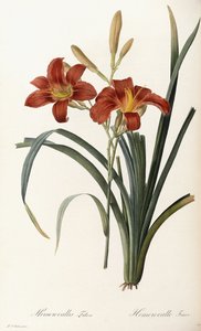 Hemerocallis Fulva - Taglilie von Pierre Joseph Redouté