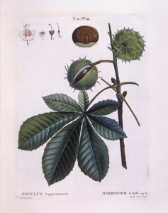 Rosskastanie (Aesculus hippocastanum), Henry Louis Duhamel du Monceau, botanische Tafel von Pierre Joseph Redouté von Pierre Joseph Redouté