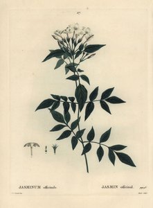 Jasmin, Jasminum officinale. Handkolorierte Punktstichgravur von Moret nach einer Illustration von Pierre-Joseph Redouté aus Henri Louis Duhamel du Moncels „Traité des Arbres et Arbustes“, Paris von Pierre Joseph Redouté