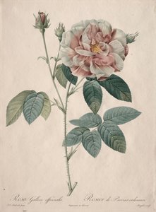 Die Rosen: Rosa Gallica