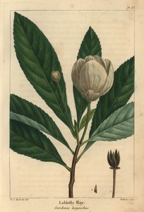 Loblolly-Bucht, Gordonia lasyanthus von Pierre Joseph Redouté