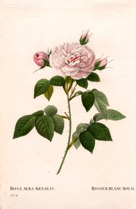 Mädchenrosa, königliche weiße Rose, Rosa alba var. incarnata. Handkolorierter Kupferstich aus Pierre Joseph Redoutés „Les Roses“, Paris