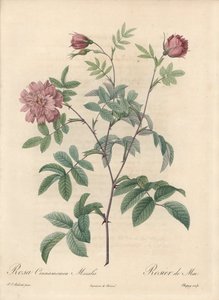 Mairose oder Zimtrose - Radierung von Chapuy, nach einer Illustration von Pierre Joseph Redoute von Pierre Joseph Redouté