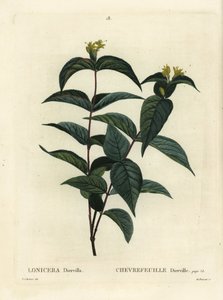 Nördliche Buschgeißblatt, Diervilla lonicera (Lonicera diervilla). Handkolorierter Stich von Du Ruisseau nach einer Illustration von Pierre-Joseph Redouté aus Henri Louis Duhamel du Moncels Traité des Arbres et Arbustes, Paris