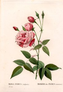 Alte Blush-Rose, Rosa chinensis. Handkolorierter Kupferstich aus Pierre Joseph Redoutés „Les Roses“
