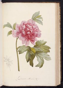 Pfingstrose, aus "Beschreibung der seltenen und kultivierten Pflanzen in Malmaison und Navarre" von Aime Bonpland, 1812-14