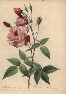 Rosa China-Rose, Rosa chinensis