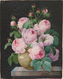 Rosa Rosen in einer Vase