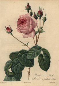 Rosa Bullata, Rosa centifolia