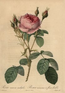 Rosa centifolia f. muscosa, Rosa centifolia f. muscosa