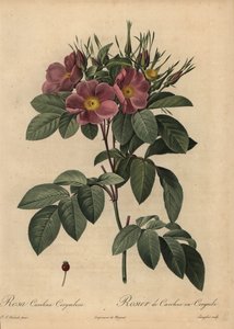 Purpurrote Carolina-Rose