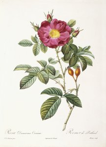 Rosa Damascena Coccina von Pierre Joseph Redouté