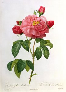 Rosa Gallica Aurelianensis, graviert von Eustache Hyacinthe Langlois (1777-1837)