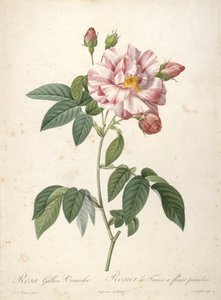 Rosa Gallica Versicolor, Rosier de France a fleurs panachees, aus Les Roses, 1817-24