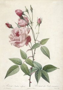 Rosa Indica vulgaris, Rosier des Indes commun, aus Les Roses, 1817-24