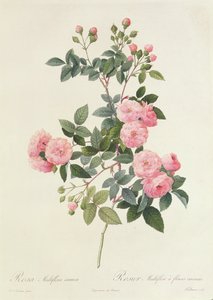 Rosa Multiflora Carnea von Pierre Joseph Redouté