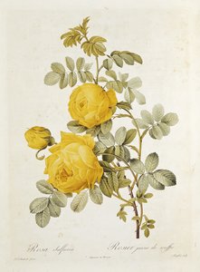 Rosa Sulfurea (Gelbe Rose) aus 