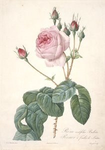 Rosa centifolia Bullata, Rosier a feuilles de Laitue, aus Les Roses, 1817-24