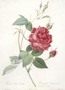 Rosa indica cruenta, Rosier du Bengale a fleurs pourpre de sang, aus Les Roses, 1817-24